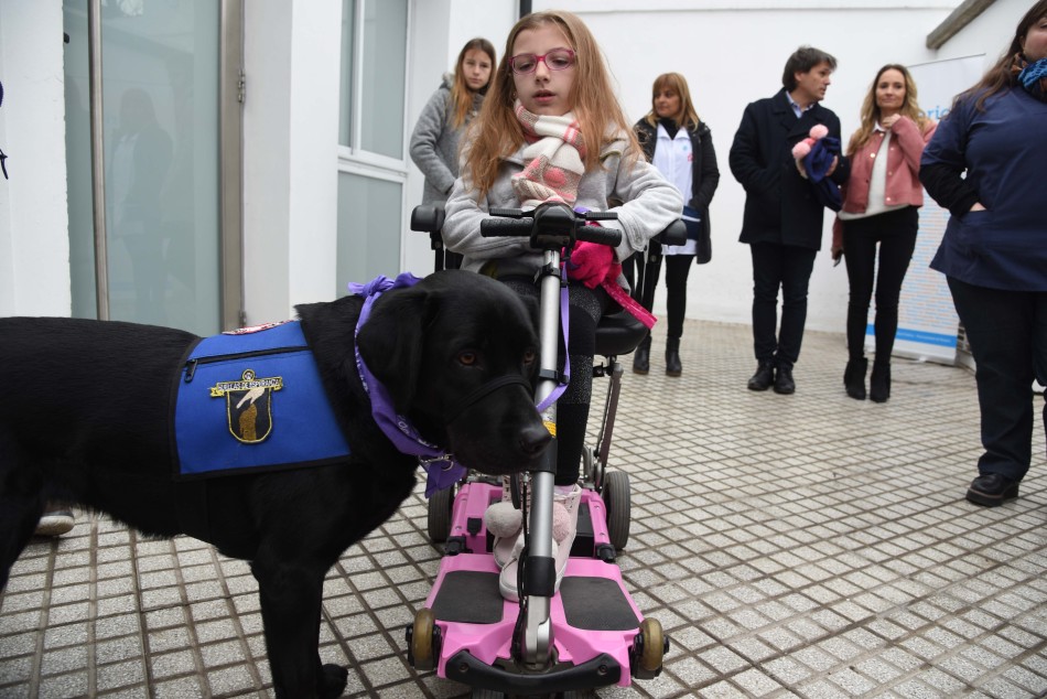 153400 | Discapacidad e integración: se entregó el primer carnet de identificación a un perro de asistenci - Subsecretaría de Comunicación Social (Silvio Moriconi)