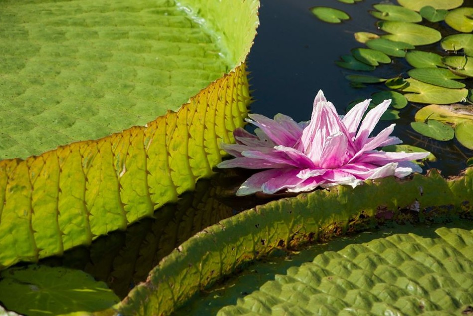 272985 | Camalotes e Irupé florecido sobre el Río Paraná - Marcela Blotta