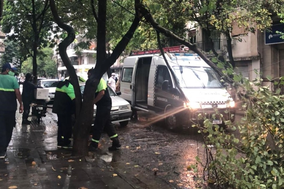 296477 | Retiro de ramas sobre vía pública -