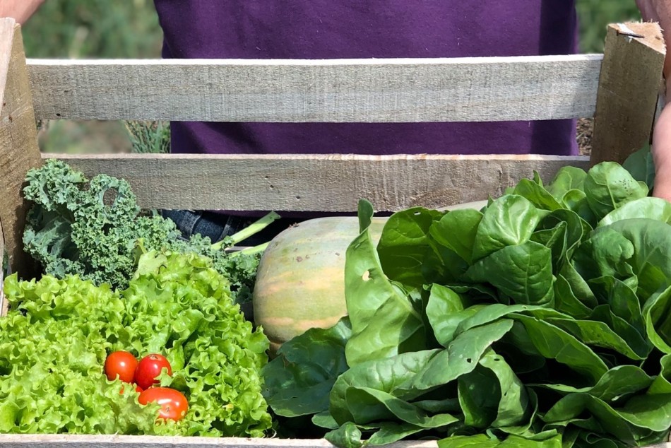 329006 | Rosario celebra la semana de la Agricultura Urbana - Subsecretaría de Economía Social