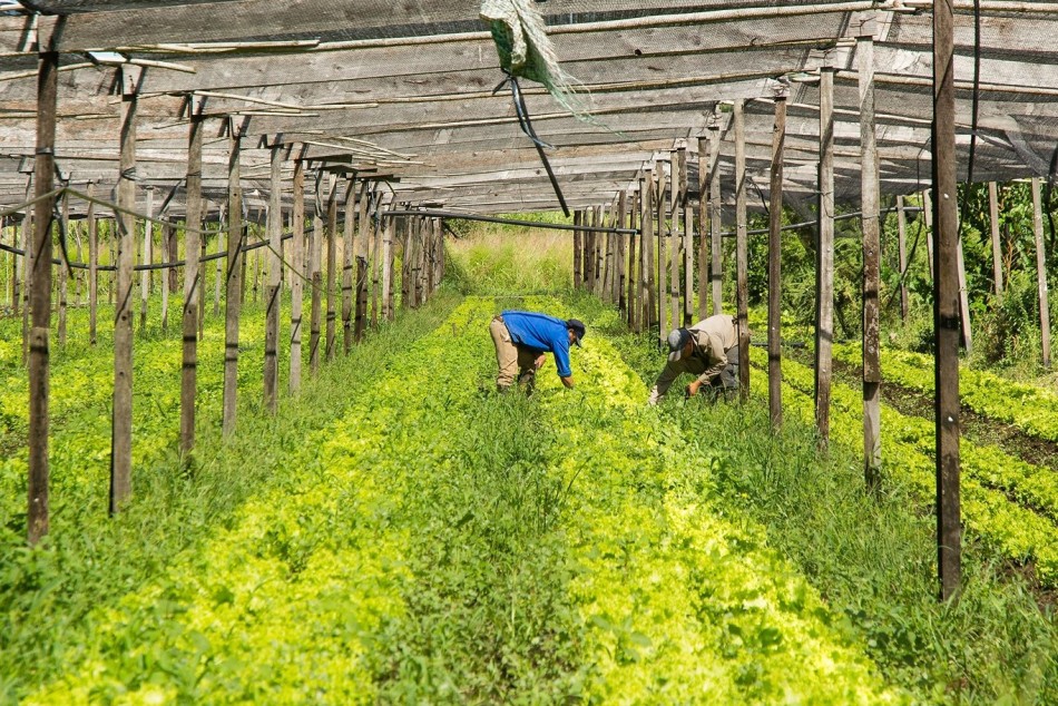 329007 | Rosario celebra la semana de la Agricultura Urbana - Subsecretaría de Economía Social