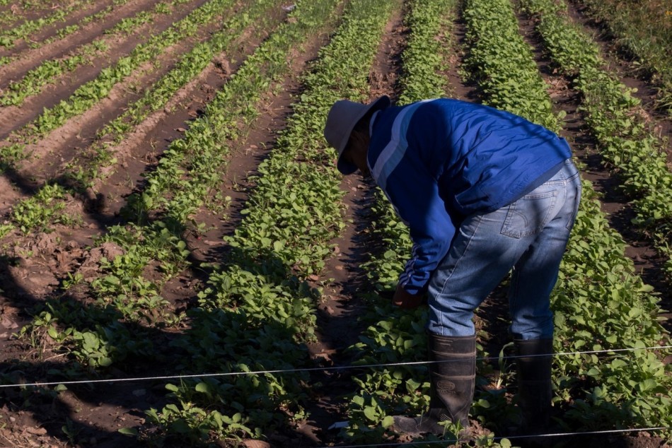 329008 | Rosario celebra la semana de la Agricultura Urbana - Subsecretaría de Economía Social