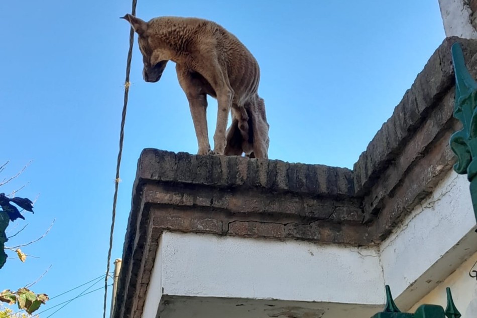 498026 | Así estaba el perro cuando fue rescatado  - Secretaría de Control