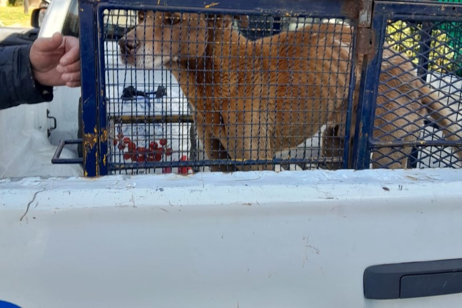 498030 | El perro fue trasladado en un móvil municipal - Secretaría de Control