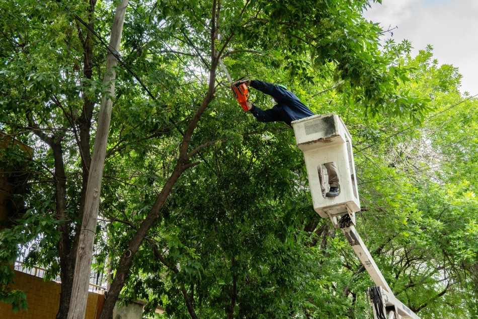 624421 |  - Municipalidad de Rosario